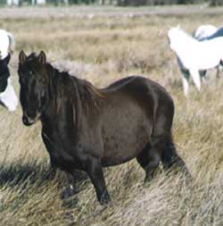 black buckskin