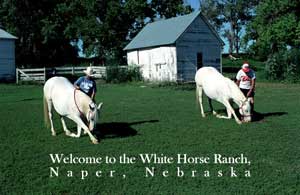 white horse ranch